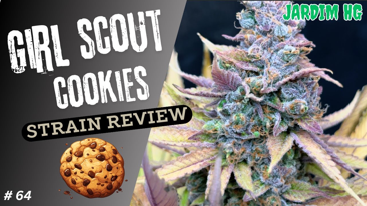 Girl Scout Cookies (GSC) Strain review / Portugu&ecirc;s