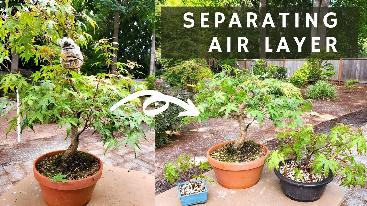 Separating Air Layer on Japanese Maple in Early Summer