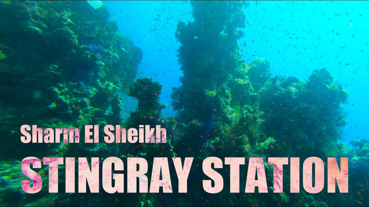 Accident during dive at Stingray Station Sharm El Sheikh Egypt - moray eel - sting ray - angelfish