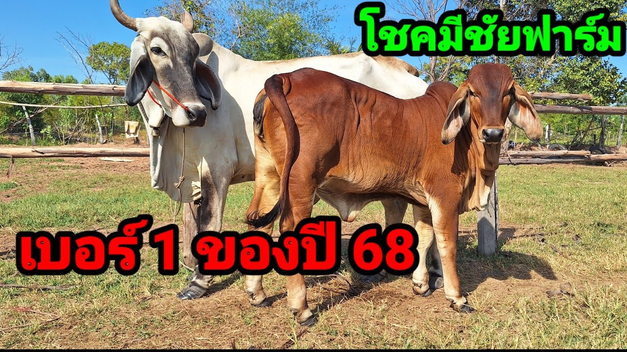 30 ธ.ค.68 ชุดแม่ลูกอันดับ1ของปี 68 จัดให้เต็มพิกัด ของแบบนี้หายากมาก หลายคนตามหาอยากได้