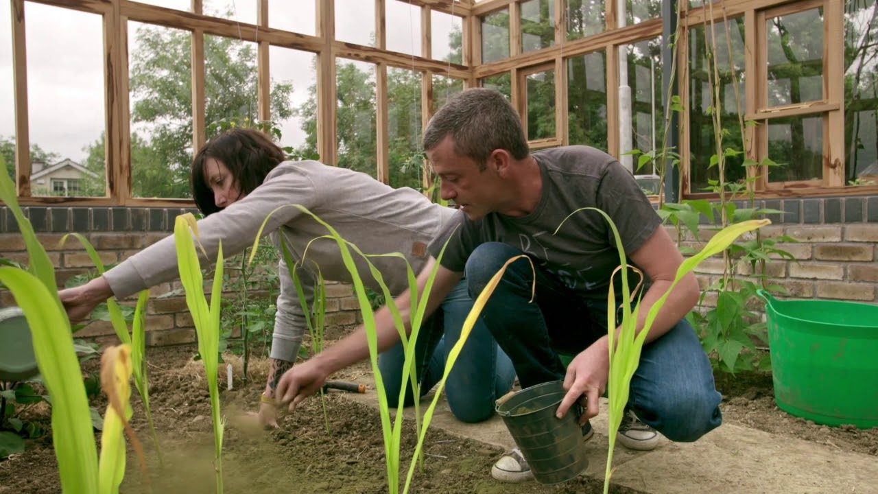 GROW COOK EAT- Sweetcorn - Episode 3 Part 1