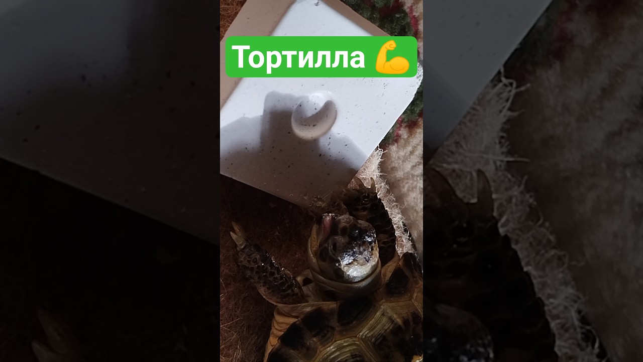 Черепаха Тортилла Свирепо Грызёт Камень