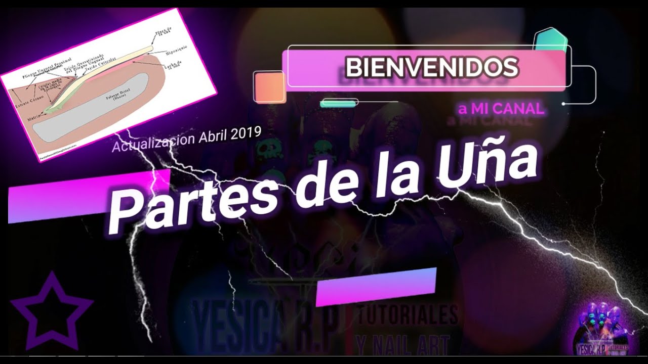 Actualización y Explicación de las Partes Principales de las Uñas - abril 2019