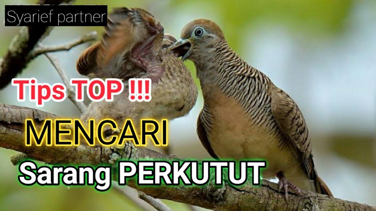cara mencari sarang perkutut [ sekali survei dpt lima sarang sekaligus ]
