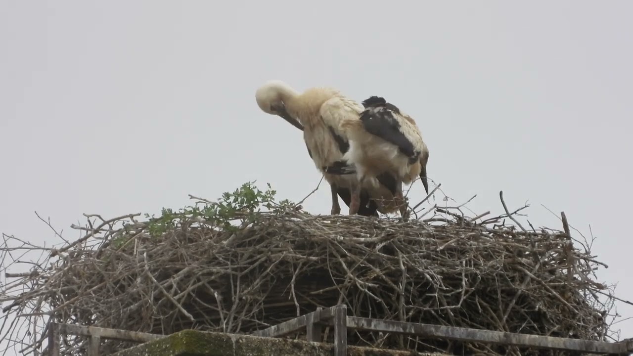 Storchennest Fridolfing 07.06.25 - Ein Küken mit verkrüppeltem Flügel - 7 Wochen alt