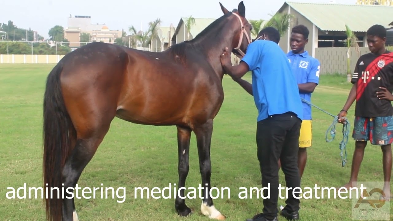 Daily routine of horse grooms / stable boys / work rider