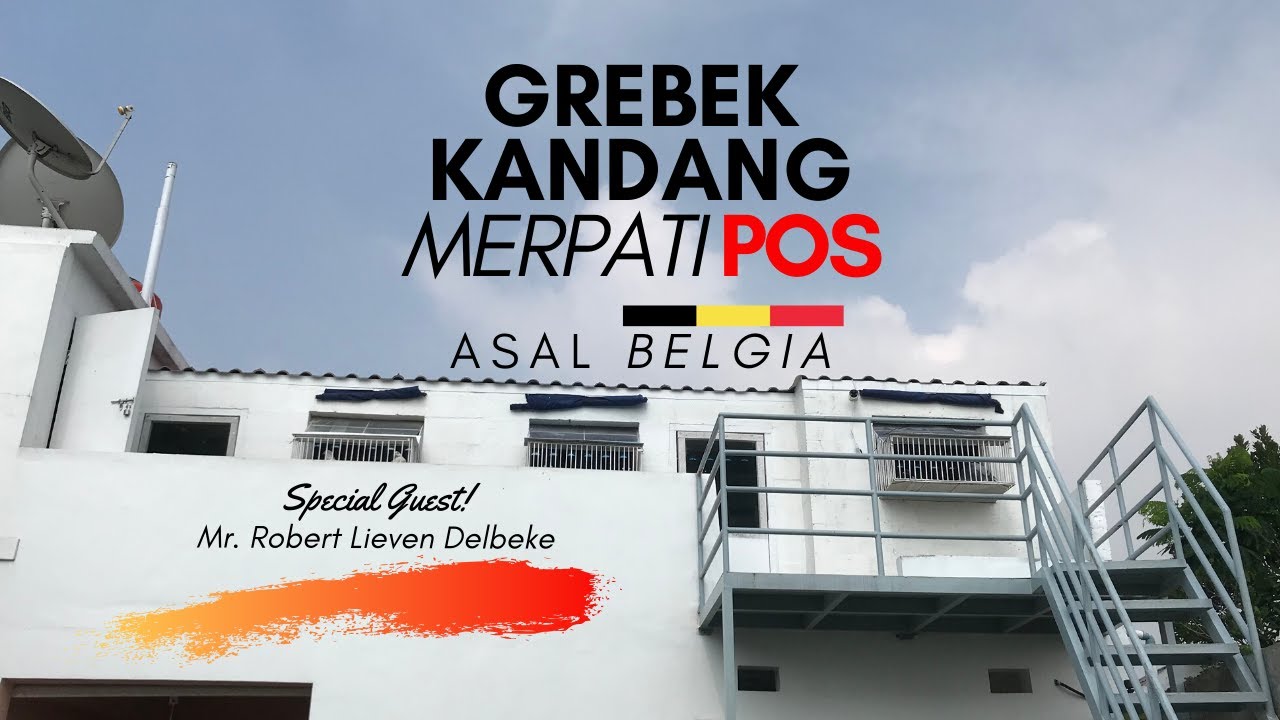 GREBEK KANDANG MERPATI POS ASAL BELGIA PART 1