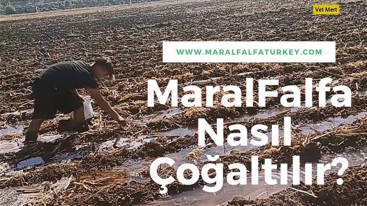20 Çelik MaralFalfa Bitkiyle Başladı  50 Baş Besi Danasını Çok Ucuza  Besleyecek! #maralfalfa