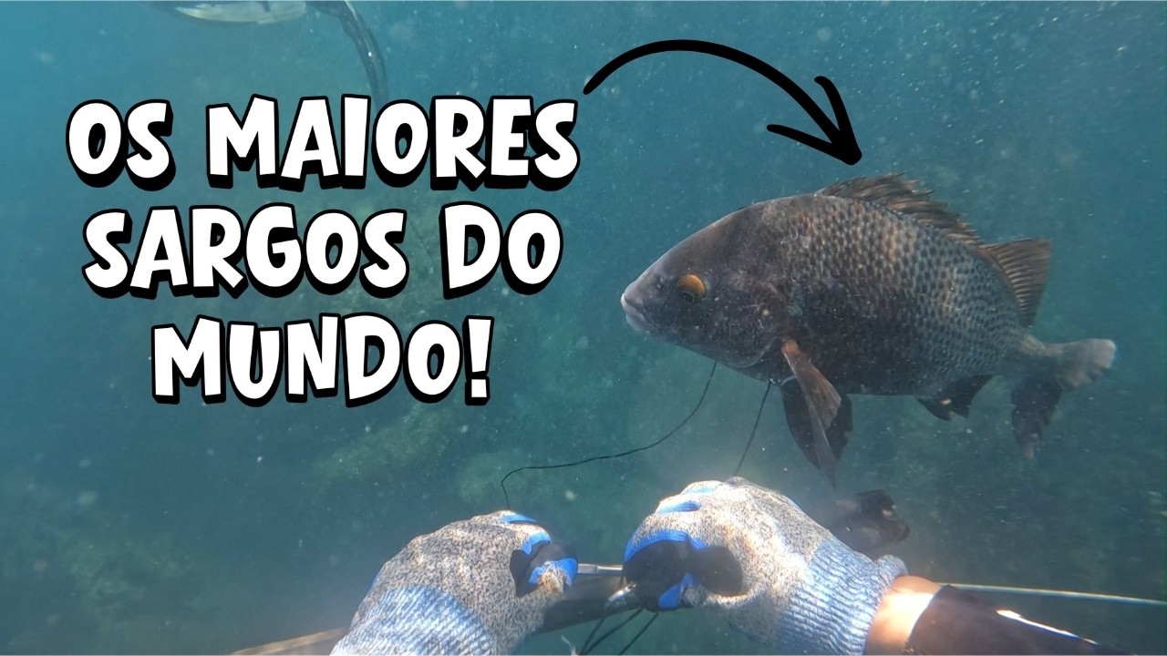 PESCA SUB - ACHAMOS OS MAIORES SARGOS DO MUNDO! EU NÃO ACREDITEI NO TAMANHO DELES