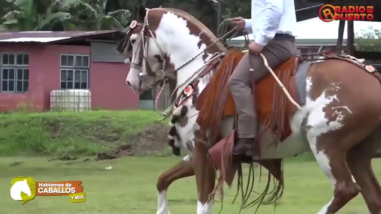 🐴 Hablemos de Caballos & Más 🎙️🌟 Campo Ferial de Jesús María, San Mateo de Alajuela  CR