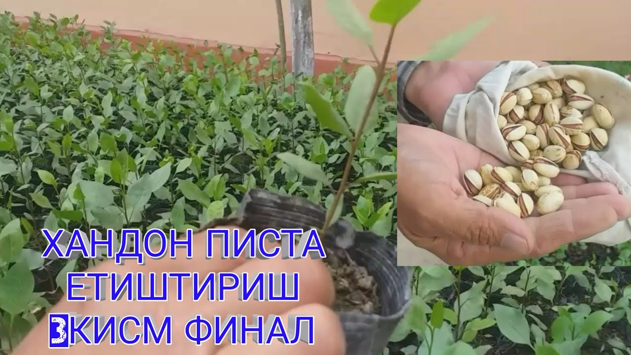 ХАНДОН ПИСТА ЕТИШТИРИШ 3 КИСМ ФИНАЛ 21-iyul, 2020