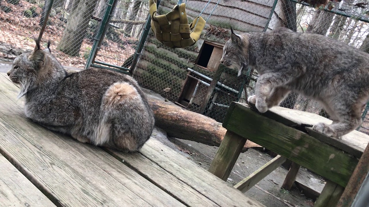 DEW Haven | Maine Zoo and Rescue