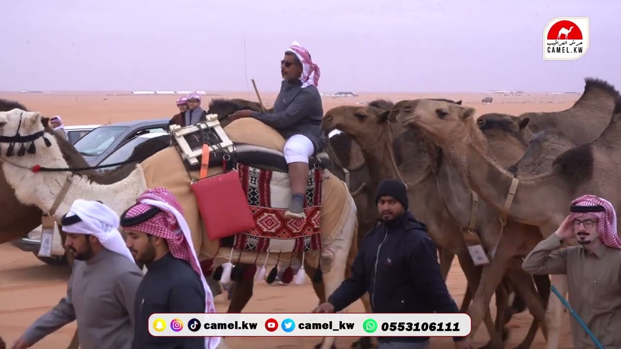 بنات الريهجان 🐪🔥  مبارك فهيد العاوي