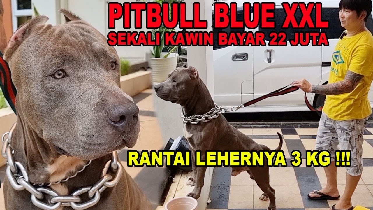 NGERI !!! PITBULL BLUE SIZE XXL - SUPER GEDE !!! KALUNG LEHERNYA 3 KG !!!
