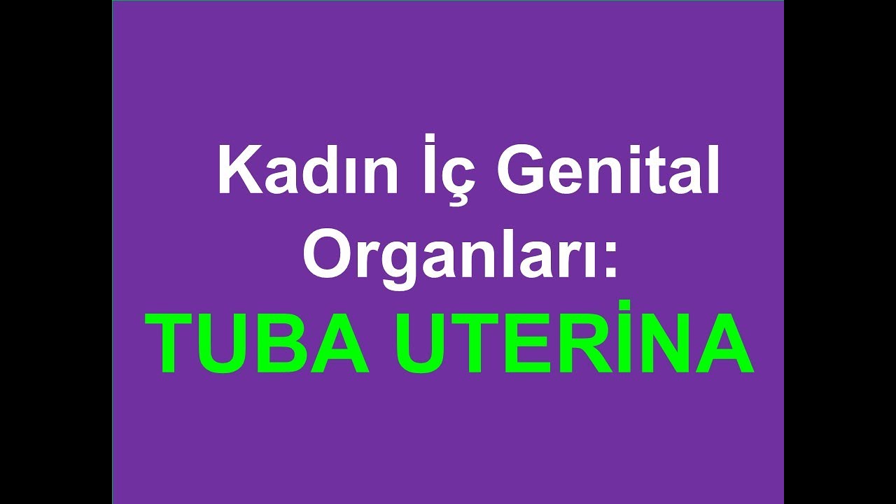 16. Kadın İç Genital Organları:  Tuba Uterina YAYDAR