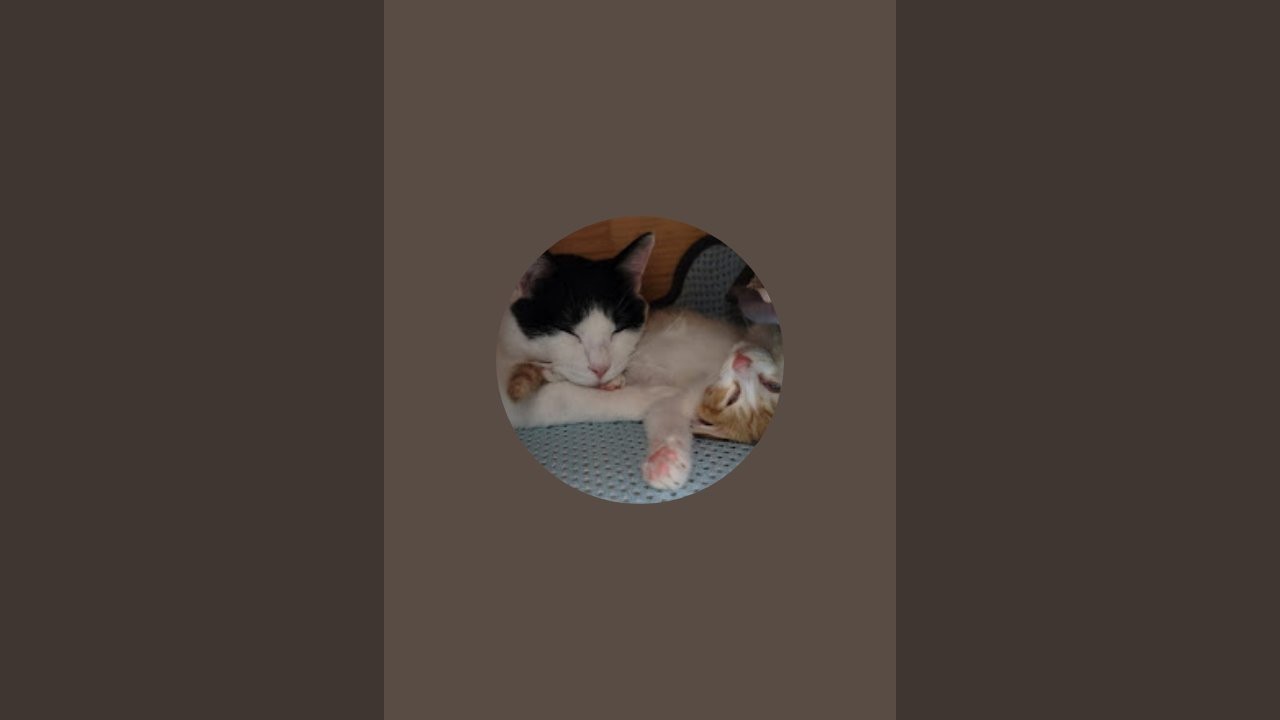 주변소리 라이브 스트리밍 중