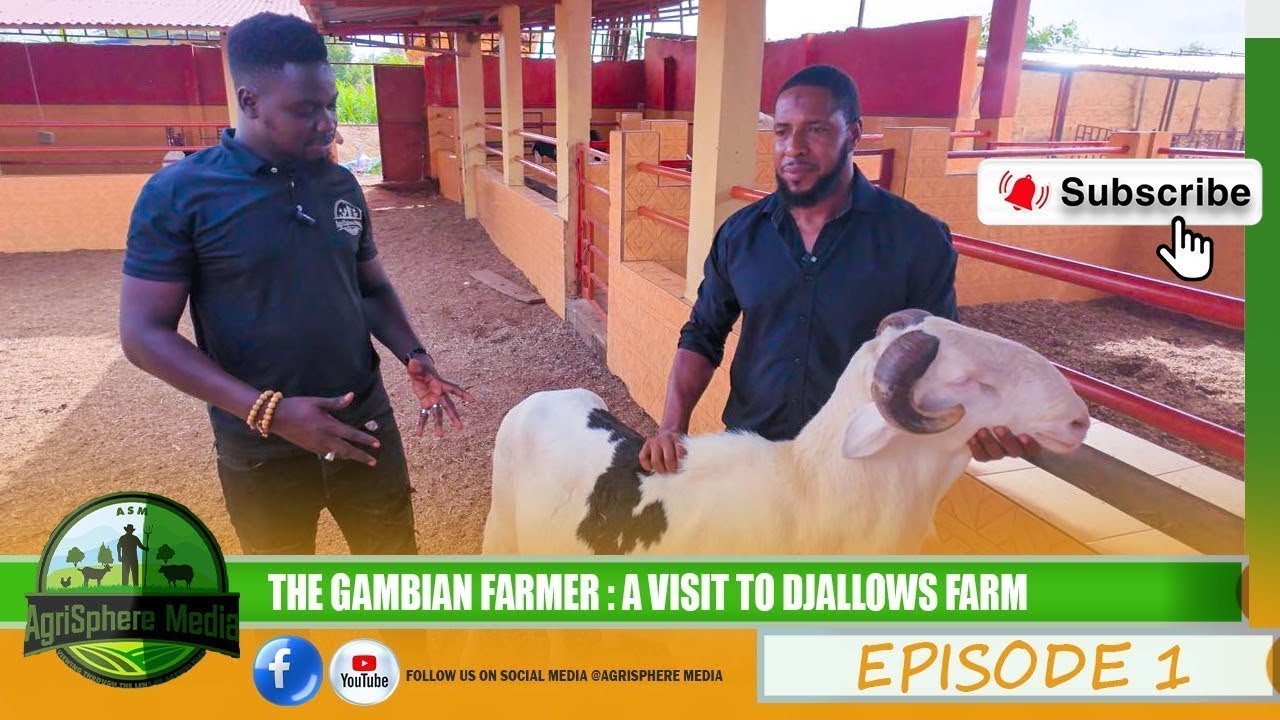 THE GAMBIAN FARMER EP  01- HE LEFT THE UK AND START A MULT-MILLION SHEEP FARMING