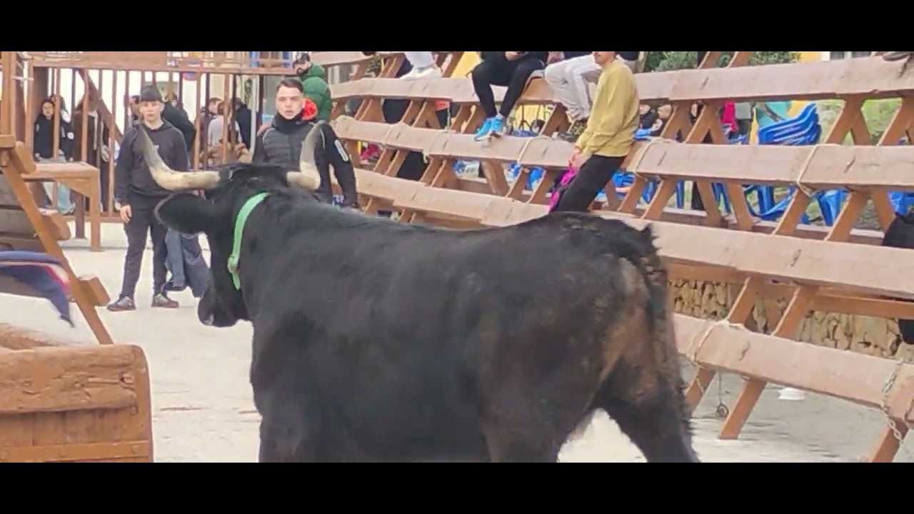 Vaquillas pedreguer alicante ganadería coves pedreguer 