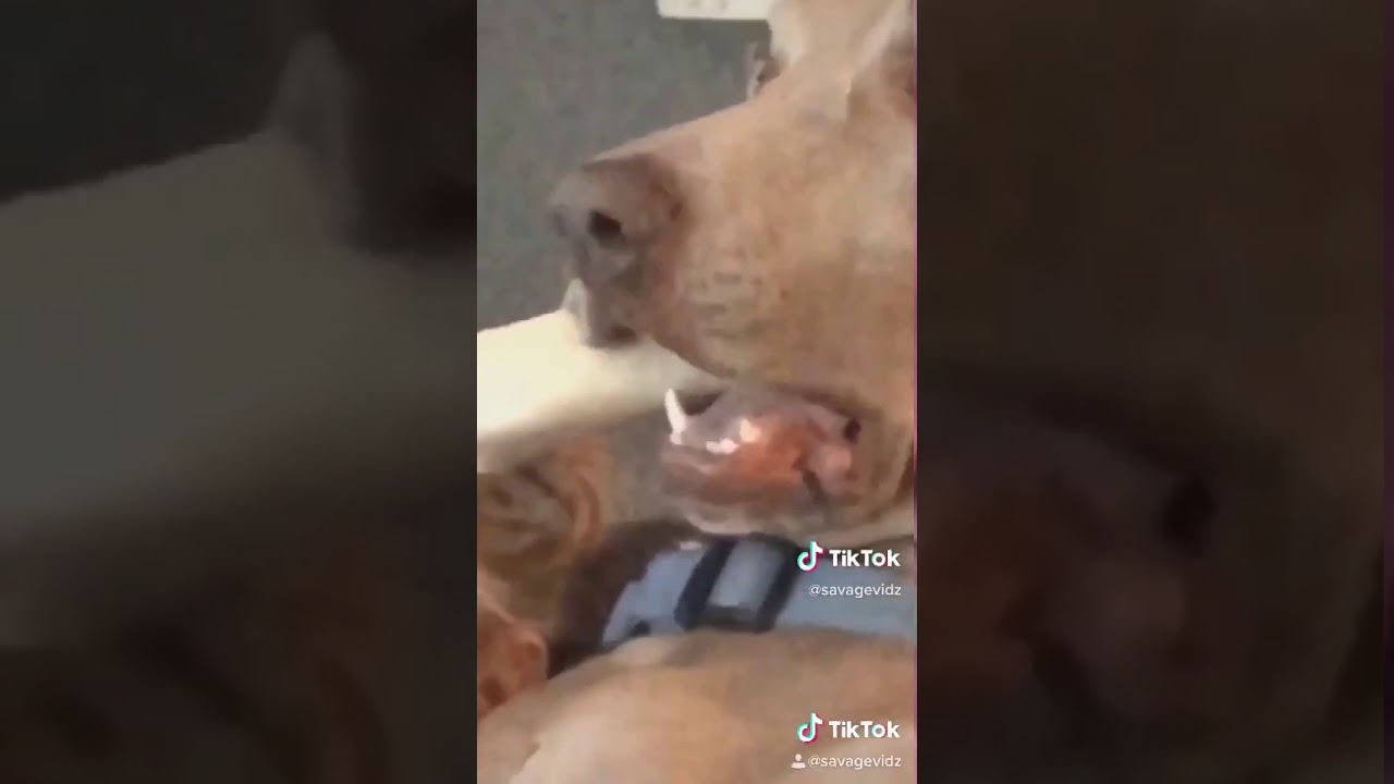 Il cane pauroso
