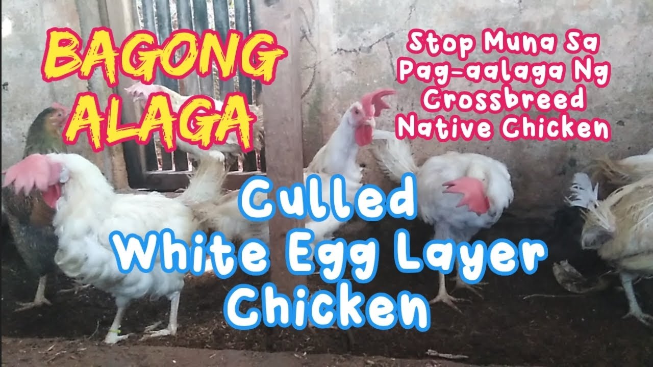 🐔Culled White Egg layer #cull #whiteegglayer #farm #chickenfarming #buhayprobinsya