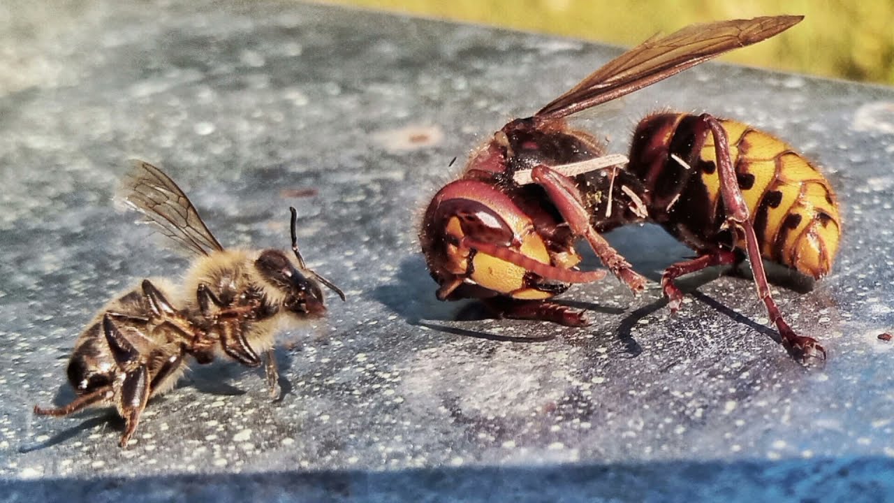 M&eacute;hek &eacute;s a l&oacute;dar&aacute;zs 🐝🐝🐝