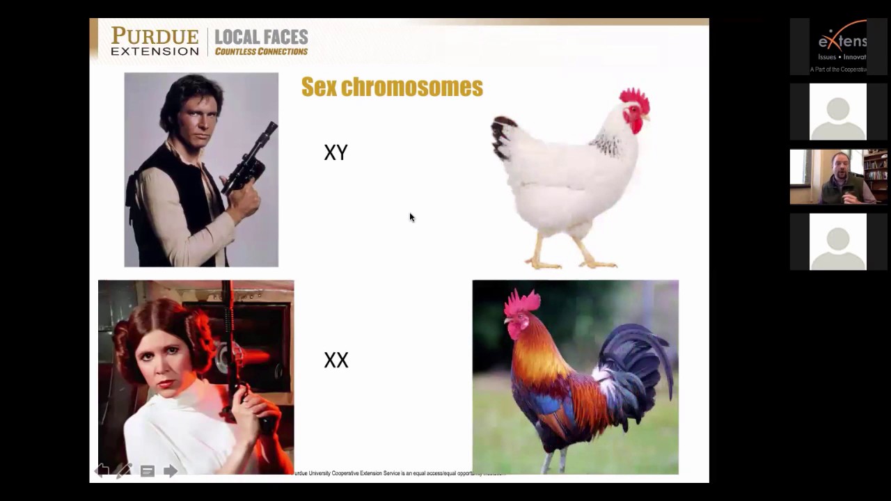 Avian genetics: Introduction to poultry breeding