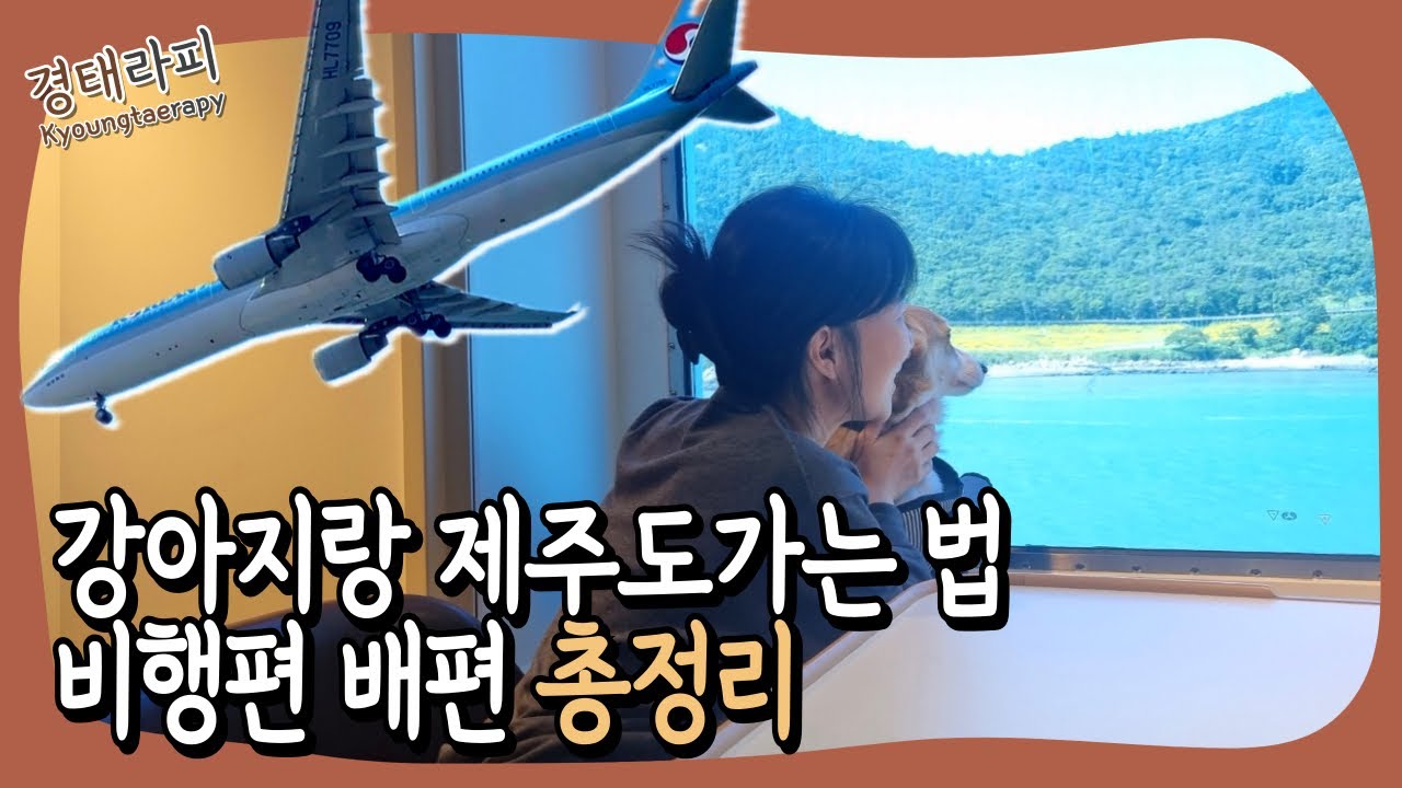 비행기 vs 배 !? 애견동반 제주도여행 강아지랑 뭐타고 가지?