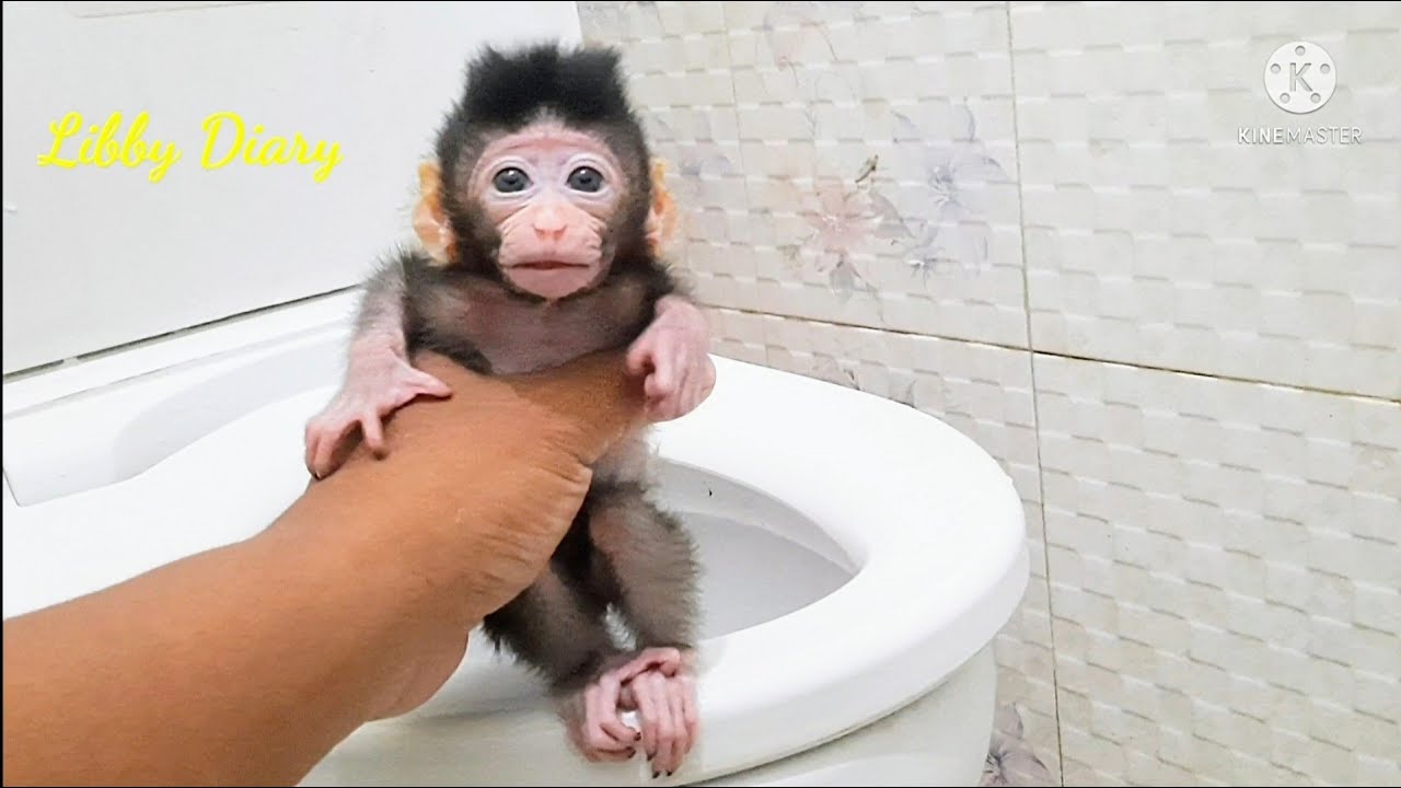 Wow,, baby monkey libby learn to defecate in the toilet