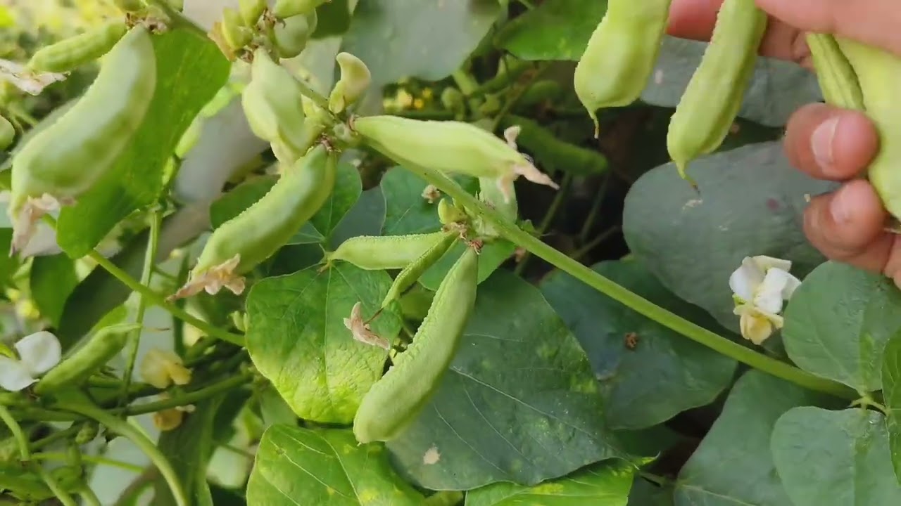 #harvesting video #hyacinthbeans #semkifalli #raw#unfiltered #horticulture #soothing #calming 
