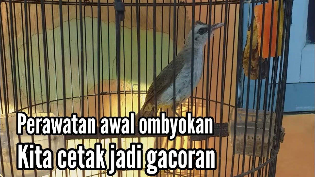 Perawatan awal Trucukan ombyokan biar cepat gacor