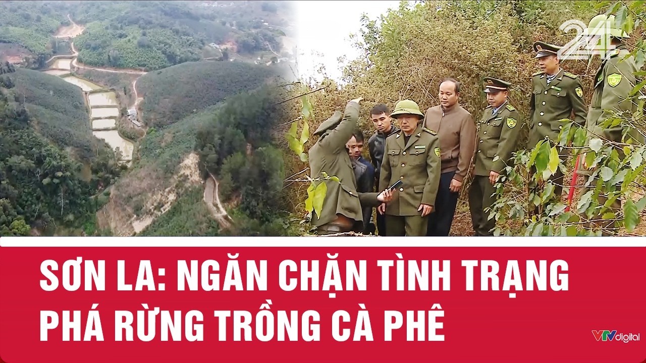 Sơn La: Ngăn chặn tình trạng phá rừng trồng cà phê | VTV24