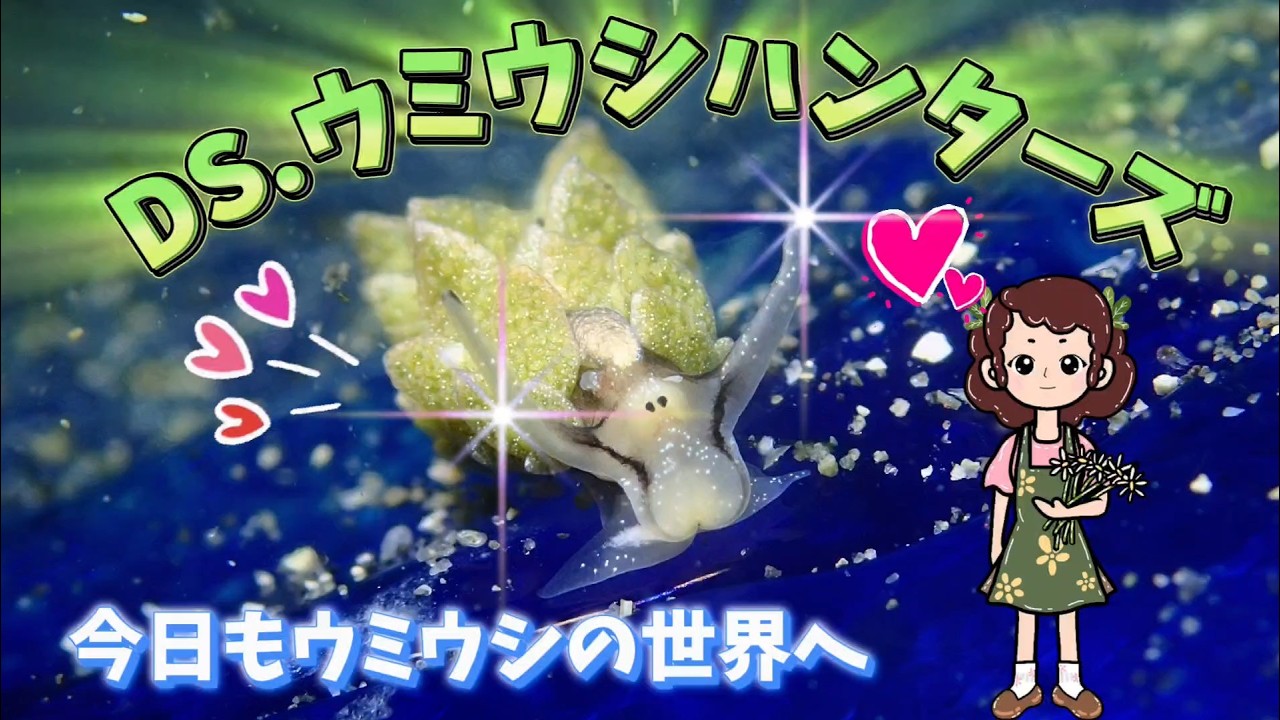 DIVING SHOPウミウシハンターズ 20260216 城ヶ島水域でのウミウシダイビング。ログブックになるように何かしゃべりながらのウミウシ紹介。ウミウシならウミウシハンターズです。