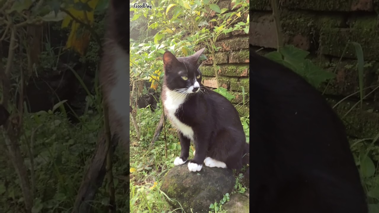 Cat Daily Vlog | Kucing hitam dan putih bermain di kebun belakang rumah | GoodDay