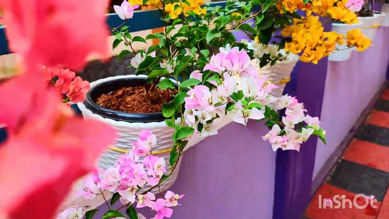 Bougainvillea, 🏠Micronol Rose Mix(മൈക്രോനോൾ റോസ് മിക്സ് ) Fertilizer