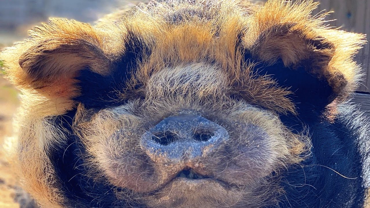 This pig may never win a beauty contest. But he'll steal your heart.