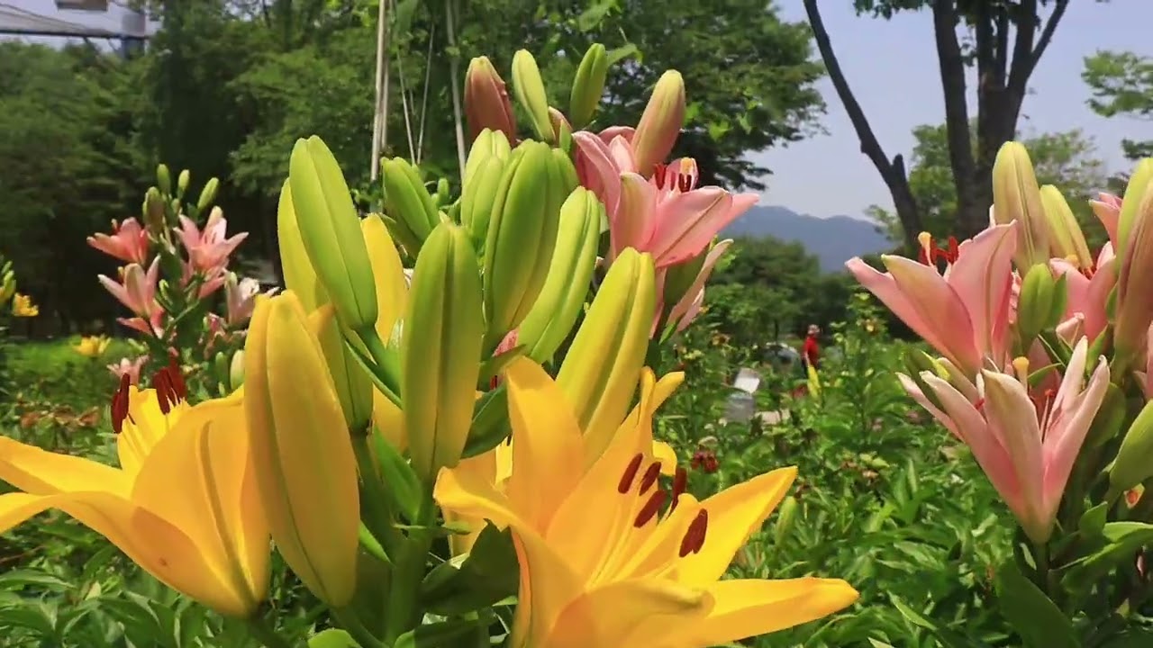 백합구경왔어요