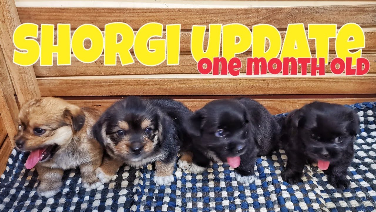 Shorgi Update | One Month Old Puppies | itsme_Rocky