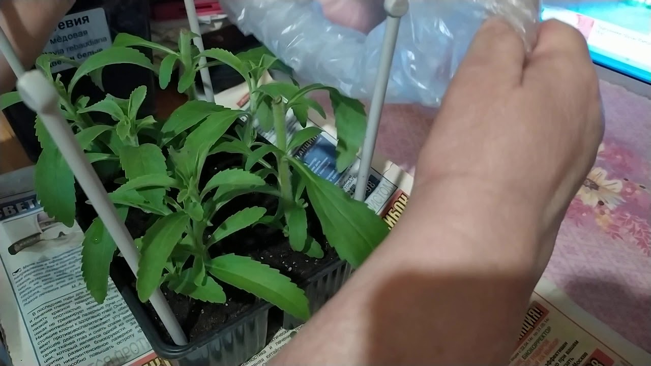 Черенкование стевии медовой. 06.06.2020 г.