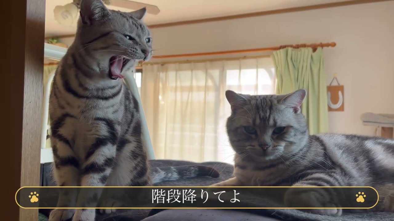 いつも閉まっている方から撮影したらびっくりした顔してる猫
