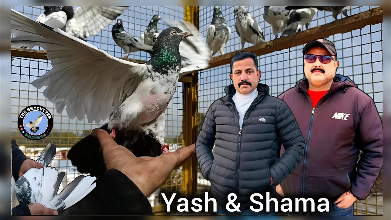 Teddy Collection of Yash Pigeon's Loft || Teddy Kabootar Ka Shouq with Yash and Shama by Aamir 