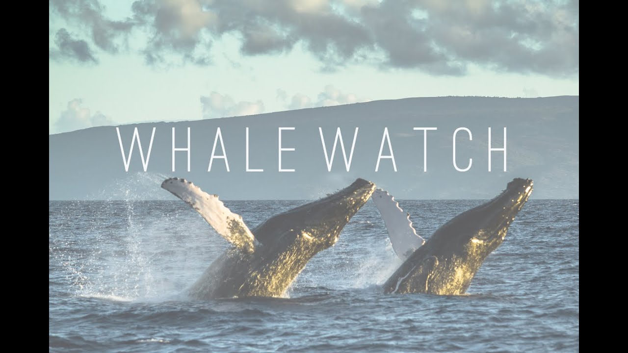 Whale Season in Maui
