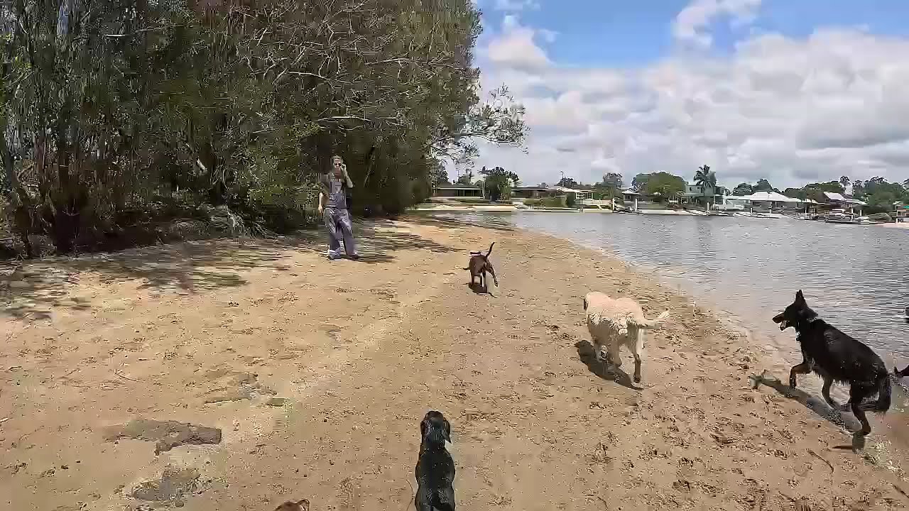 Eight crazy Noisy dogs