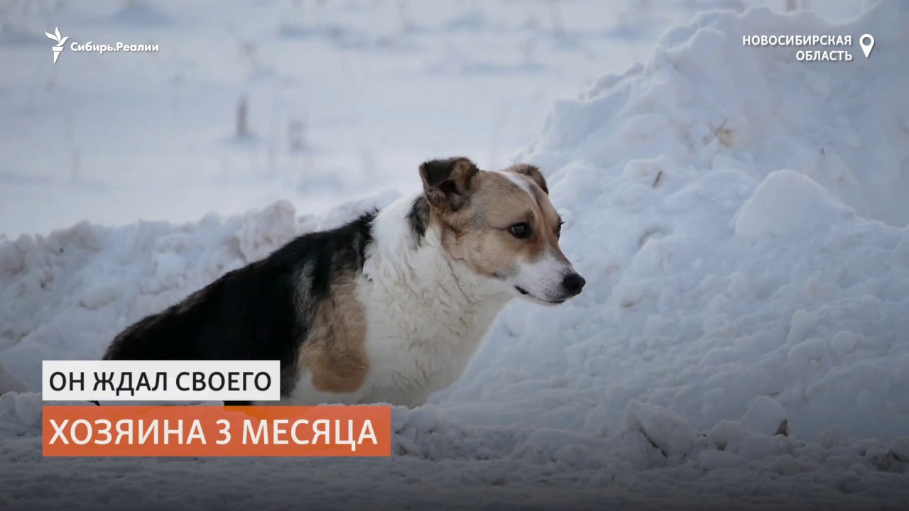 Сибирский Хатико три месяца в поле на морозе ждал своего хозяина