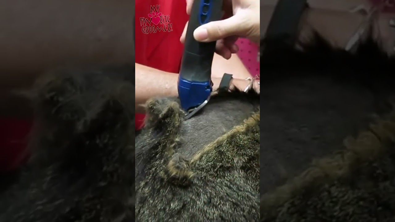 Как постричь кошку