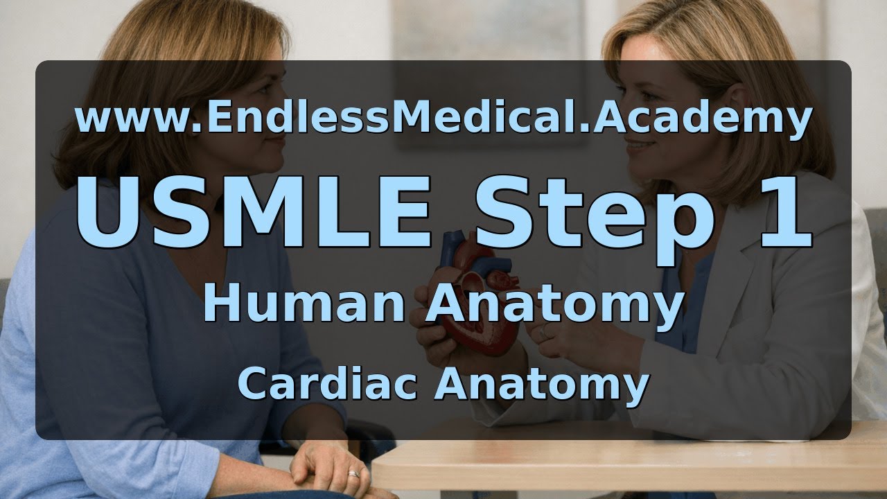 Cardiac Anatomy, Human Anatomy, USMLE Step 1 - Full Vignette with Extended Explanations