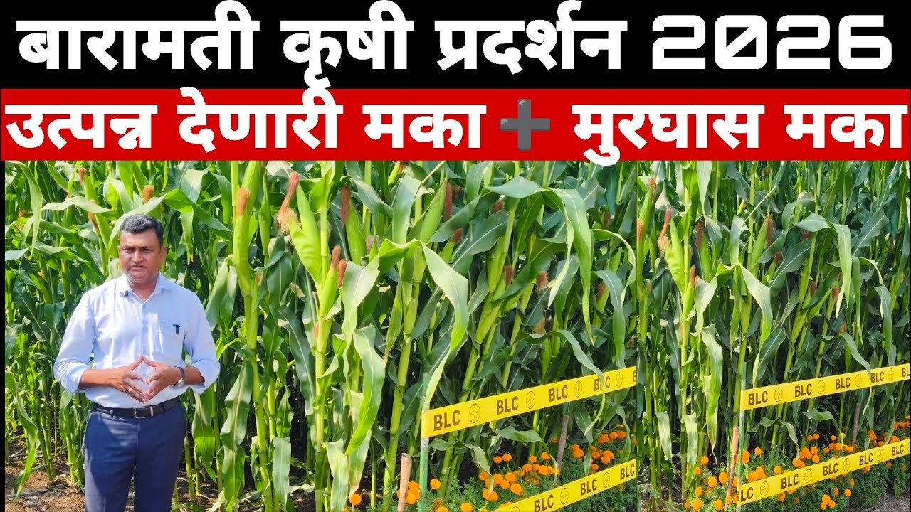 🌾बारामती कृषी प्रदर्शन 2026 | उत्पन्न देणारी मका + मुरघास मका.|  #Baramati #krishi #pradarshan #kvk 