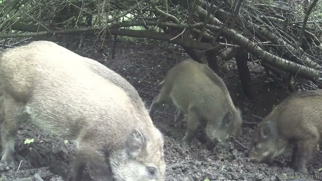 Wild boar family / sus scrofa