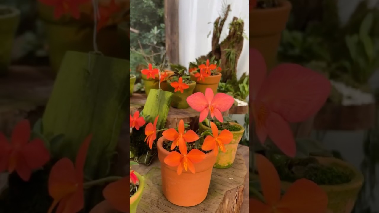Incre&iacute;ble colecci&oacute;n de orqu&iacute;deas Sophronitis 😍😍😍