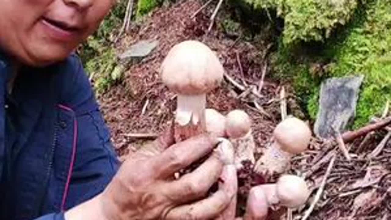 原始森林里面捡野生菌，捡的是快来，碰的上运气享受的是结果，还有一份久违的童真与快乐。#大自然的馈赠 #原创视频#三农视频