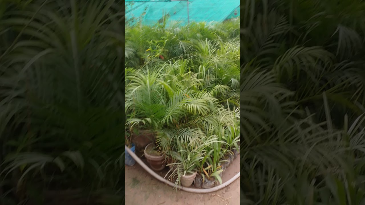 Afridi nursery farm Kohat road badabera